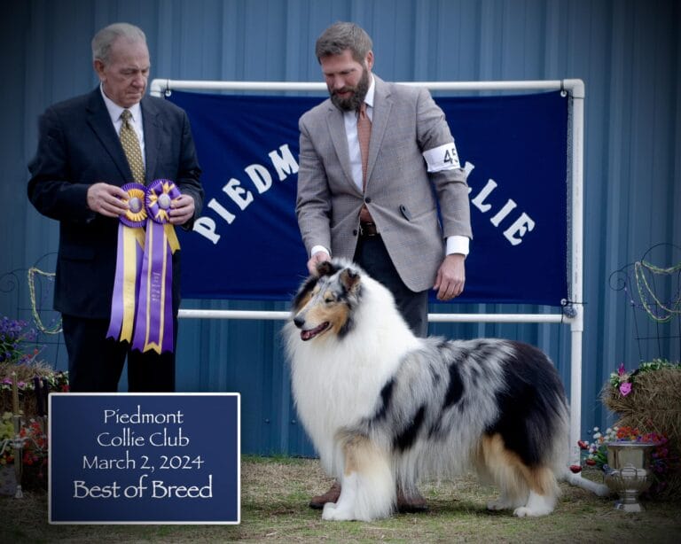 GCH. Maverick Folklore - Best of Breed- Piedmont Collie Club