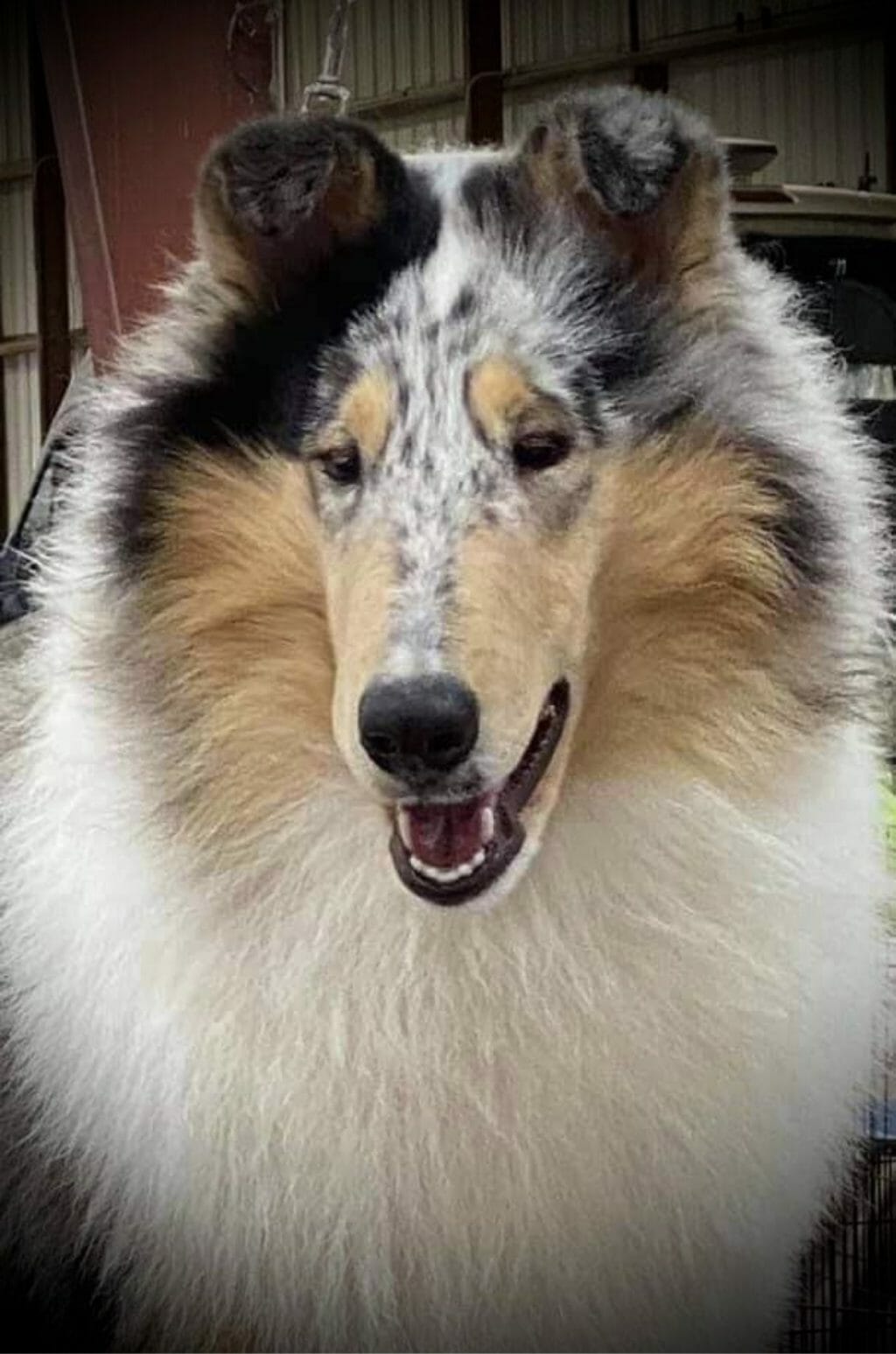 Photo of GCH CH Maverick Folklore, a Blue Merle Collie (Rough).