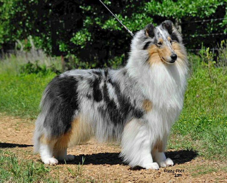 Blue Merle Rough Collie in Texas