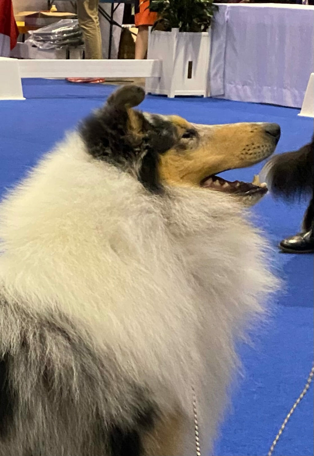 Photo of GCH CH Maverick Folklore, a Blue Merle Collie (Rough).