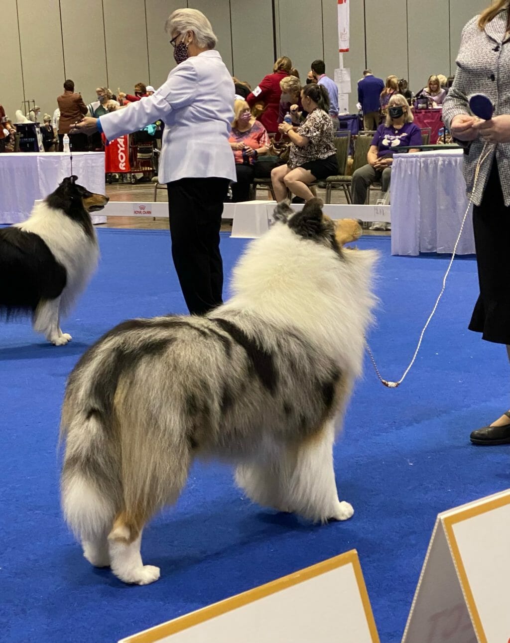Photo of GCH CH Maverick Folklore, a Blue Merle Collie (Rough).
