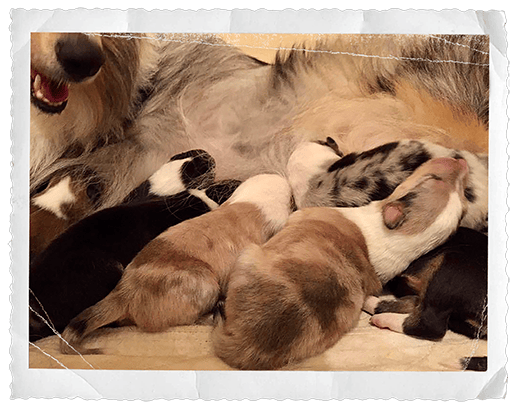 Rough Collie puppies nursing in all colors - sable merle, blue merle, sable & tri-color