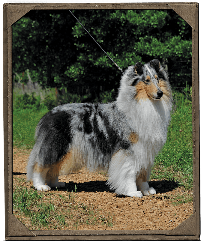 GCHS Maverick Fanfare - Blue Merle Rough Collie