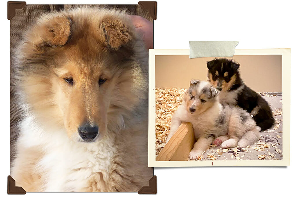 Collie Puppies in sable, blue merle & tri-color.