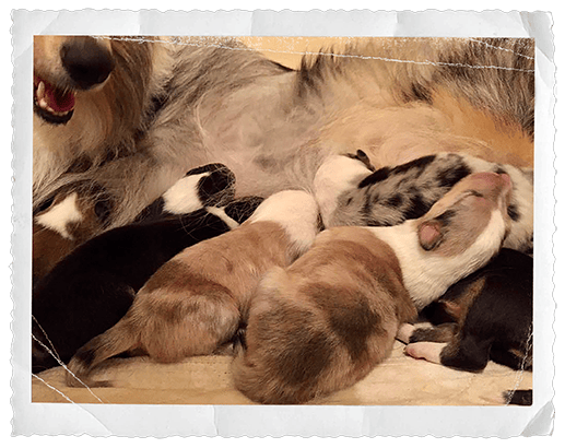 Collie puppies nursing in all colors - sable merle, blue merle, sable & tri-color