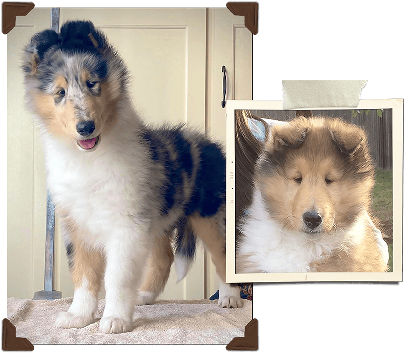 Blue Merle and Sable Collie Puppies