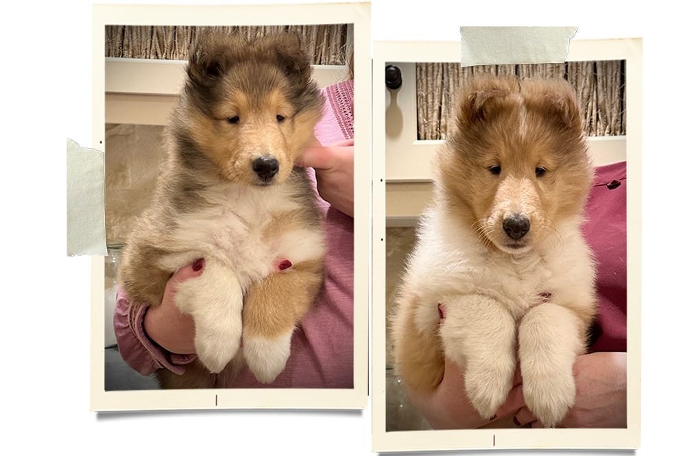 Sable Collie Puppies for Sale